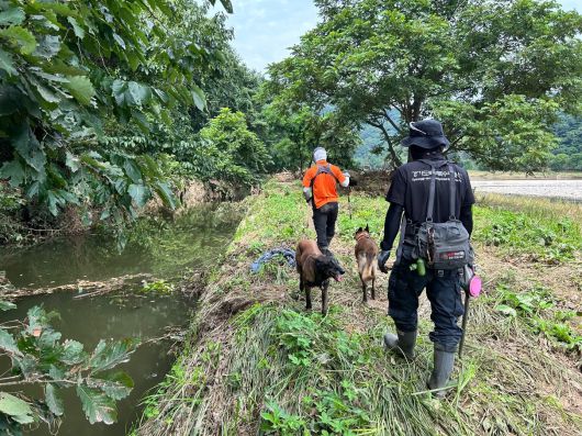 지난 2일 경기 가평군에서 소방 당국이 수해 실종자 수색 작업을 하고 있다. /뉴스1