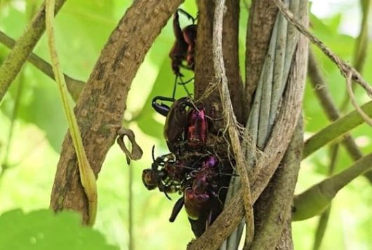 나무 줄기에 붙어 서식하는 알통다리잎벌레. /유튜브 'TV 생물도감'