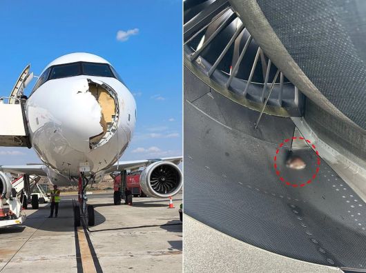 조류 충돌로 기체가 손상된 이베리코항공 여객기(왼쪽), 충돌한 것으로 추정되는 새./엑스(X·옛 트위터)