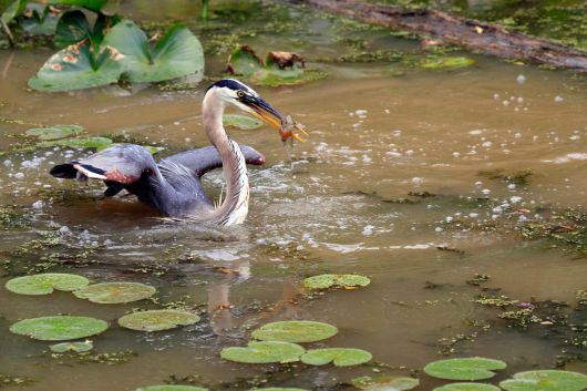 물고기 사냥에 성공한 왜가리./National Park Service