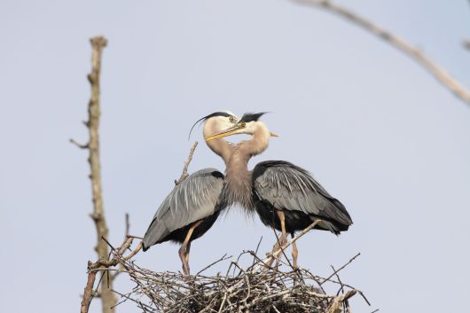 둥지에 핝은 한쌍의 왜가리의 목이 하트 모양을 만들어내고 있다. /National Park Service