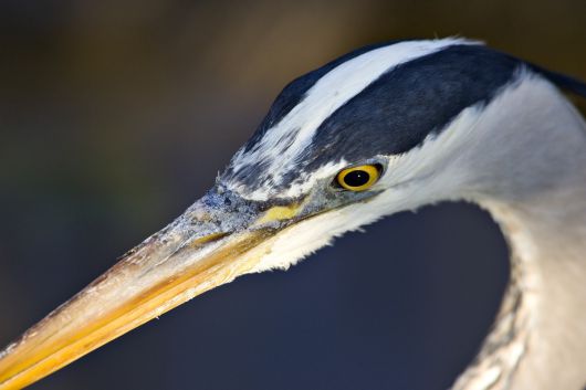 왜가리의 머리를 클로즈업한 장면. 구부린 목은 최고의 살상병기이다./National Park Service