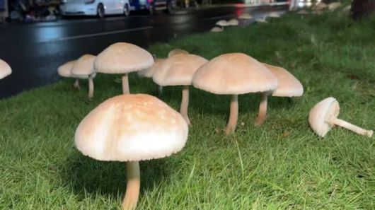 대만 가오슝의 한 도로변에서 대형 버섯이 자라났다./페이스북