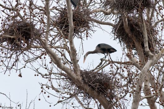 나무위에 집단으로 지은 왜가리의 둥지./National Park Service