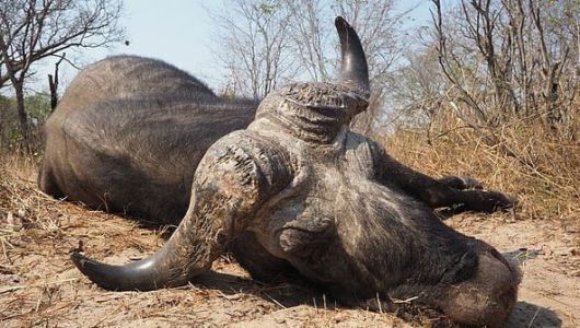 왓킨스를 공격한 것으로 추정되는 버팔로./인스타그램