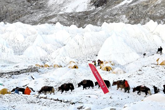 에베레스트 베이스캠프를 오가며 짐을 나르는 야크들. 에베레스트 등정팀이나 마라톤 준비에 없어서는 안되는 절대적인 존재다. /정병선 기자