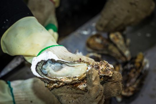바다 내음 물씬 풍기는 진득한 통영산 생굴. /이건송 영상미디어 기자
