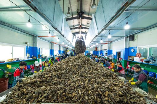 경남 통영 용남면에 있는 해바라기수산 박신장에서는 10월부터 4월까지 하루 평균 약 1.3t의 알굴을 생산한다. /이건송 영상미디어 기자