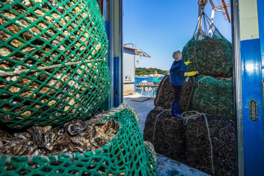 지난달 27일 경남 통영 용남면에 있는 한 박신장에서 이날 새벽 채취한 싱싱한 각굴이 들어오고 있다. /이건송 영상미디어 기자