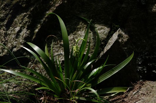 신종 '울릉꽃장포'. /국립생물자원관