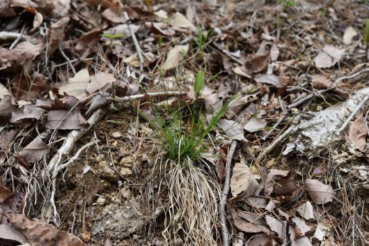 신종 '좀목포사초'. /국립생물자원관