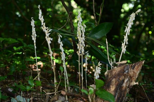 미기록종 '방울유령란'. /국립산림과학원 난대·아열대산림연구소