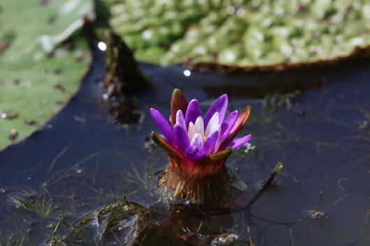 가시연꽃. /국립생물자원관