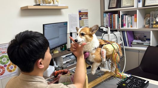 지난달 21일 서울 강남구에 있는 동물재활치료센터에서 웰시코기 사랑이(8)가 침 치료를 받고 있다./조민희 기자