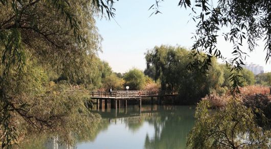 국내 최초의 생태공원인 서울 여의도 샛강생태공원의 모습. 버드나무 군락과 갈대, 수많은 수생식물들 속에 수많은 생명들이 있는 공간이다./조경설계 서안