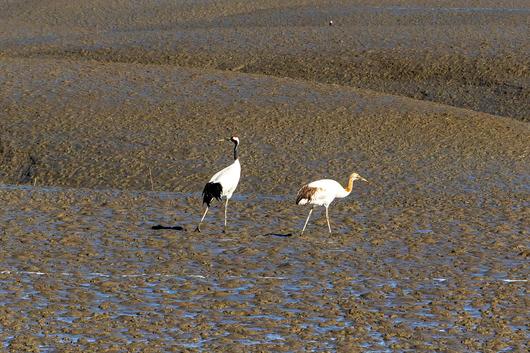 동검도는 겨울 철새 두루미가 찾는 지구상 최남단 월동지로 알려져 있다. 갯벌에 물이 빠지자 두루미가 먹이를 찾기 위해 나섰다. / 이신영 영상미디어 기자