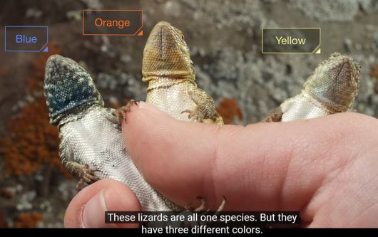 옆무늬도마뱀 수컷은 같은 종(種)이지만 매년 봄마다 각기 빛깔이 달라진다. 왼쪽이 푸른색, 가운데가 주홍색, 오른쪽이 노란색으로 변한 모습이다. 최근 연구는 이처럼 각기 빛깔이 달라지는 것은 유전자 차이 때문이라고 봤다. /유튜브 캡처