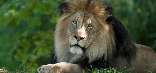 과거 이란에도 살았던 아시아사자. 지금은 인도 기르 숲에서 당국의 보호를 받으며 살고 있다. /Gir National Park