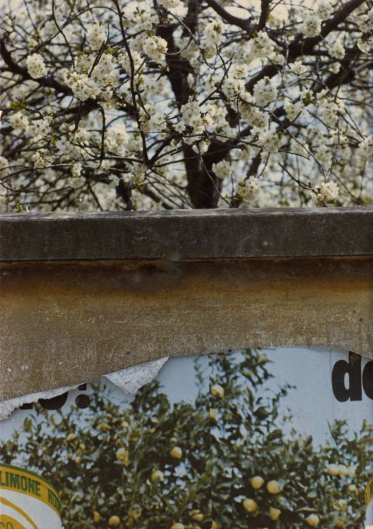 담에 붙은 레몬 나무 광고 사진 뒤로 목련 꽃이 활짝 핀 나무가 보인다. 찢어진 사진의 일부라는 것이 아니라면 나무가 물에 반사된 모습처럼 보이기도 한다. Modena, Kodachrome series, 1973, C-print, 20×14cm, © Heirs of Luigi Ghirri