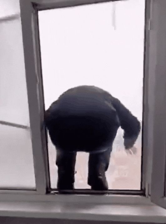 러시아 극동 캄차카 반도에 수십 년 만의 폭설이 발생한 가운데, 한 남성이 눈 속으로 다이빙을 하고 있다./엑스(옛 트위터)