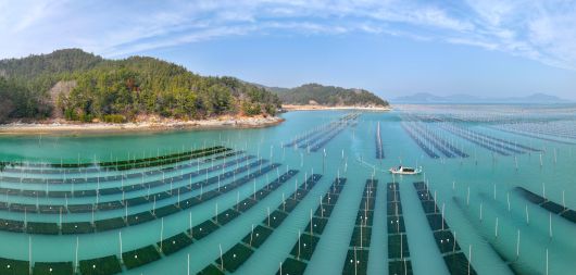 전남 장흥군 대덕읍 앞바다 매생이밭이 그림같이 펼쳐졌다. 장흥 매생이는 전국 생산량의 대부분을 차지하고 있다./김영근 기자