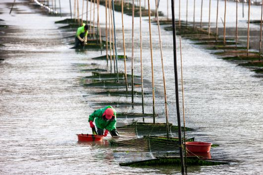 어민들이 썰물이 되면서 드러난 매생이를 수확하고 있다. /장흥군