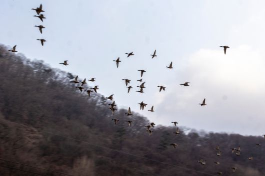 김용택 시인의 집 앞으로 날아가던 철새 무리. 겨울마다 새로운 새들이 찾아와 매년 새로운 즐거움을 선사한다. / 이신영 영상미디어 기자