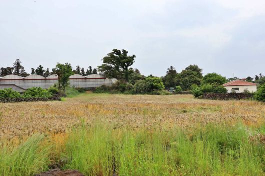 호연팜이 제주시 애월읍에서 직접 재배하는 제주 흑보리의 모습 / 출처=IT동아