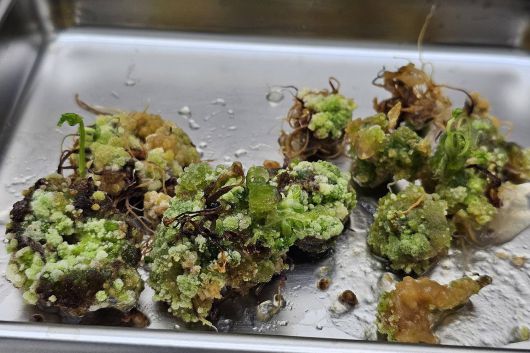 식물 조직에서 세포를 분리해 배양 환경에서 증식한 모습. 식물ㆍ종균 배양 기술은 유전자 변형과 접근 방식이 다르다 / 출처=초롱팜바이오