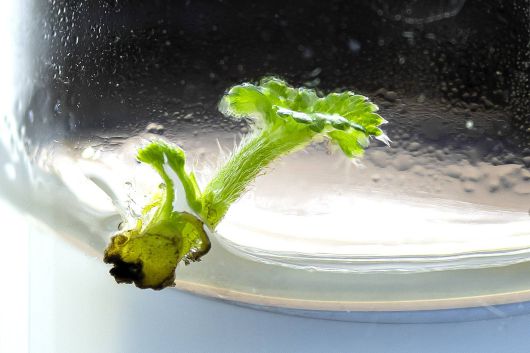 딸기 생장점 배양을 진행 중인 이미지 / 출처=초롱팜바이오