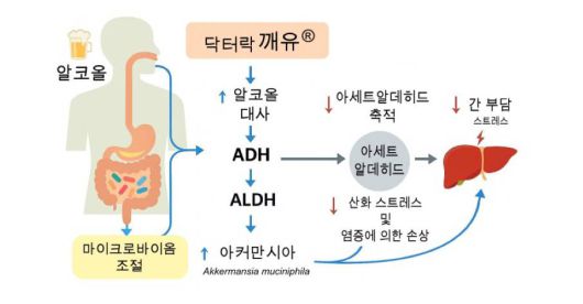 럭스바이옴이 규명한 숙취해소제 닥터락 깨유 기전 / 출처=럭스바이옴