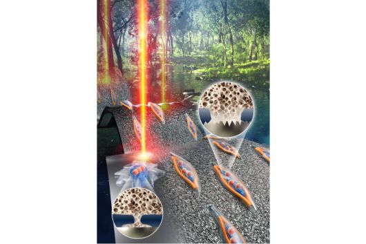 비투랩이 ‘나노웨이브 표면이 기존 표면보다 골융합률을 높인다’는 연구 결과를 발표한 '어드밴스드 펑셔널 머티리얼즈(Advanced Functional Materials)' 표지 / 출처=비투랩