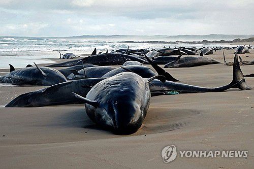 연합뉴스