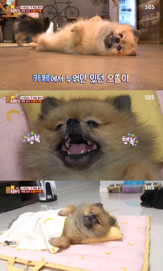 SBS 'TV 동물농장-우린 같이 산다' 방송 캡처