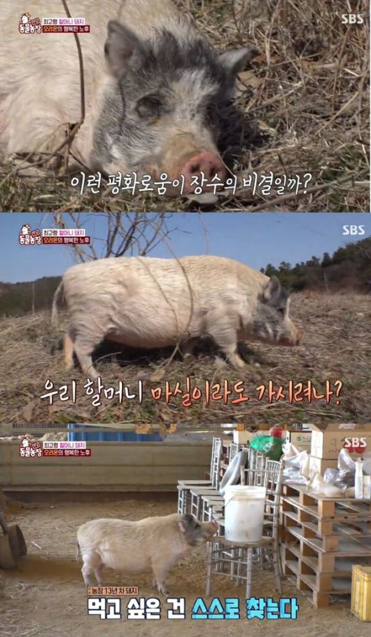 SBS 'TV동물농장'