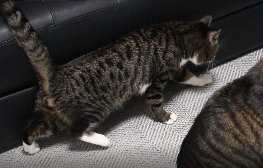 걷기 훈련의 성과로 소파에 몸을 기대 걸을 수 있게 된 초코