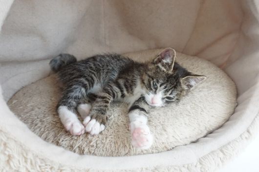 입양 직후 초코. 코와 발바닥이 모두 분홍색이다. 서고운나래씨 제공