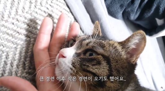 증상을 정확하게 진단하기 위해 서고운나래씨는 1년 동안 초코가 경련이나 발작을 일으킬 때마다 영상으로 기록했다. 오캣tv 유튜브 갈무리