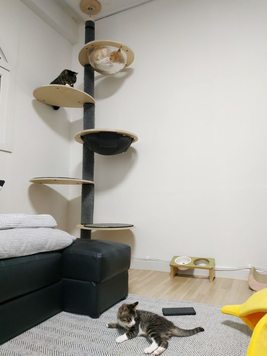 고양이들은 이제 일상의 한 풍경이 되었다. 위에서부터 차례로 치즈, 레오, 초코. 서고운나래씨 제공