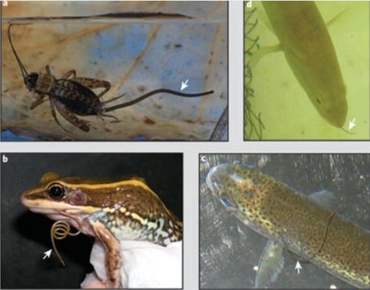 연가시는 숙주인 귀뚜라미의 뇌를 조종해 산란지인 하천에 뛰어들도록 한다(a). 그러나 연가시가 귀뚜라미 몸에서 미처 빠져 나오기 전에 물고기나 개구리가 귀뚜라미를 삼키곤 한다. 연가시는 개구리의 입(b) 물고기의 코(c)나 아가미(d)를 통해 빠져 나간다. 철사처럼 긴 몸통을 이용한 탈출 전략이다. 플라워 폰툰 외 (2006) ‘네이처’ 제공