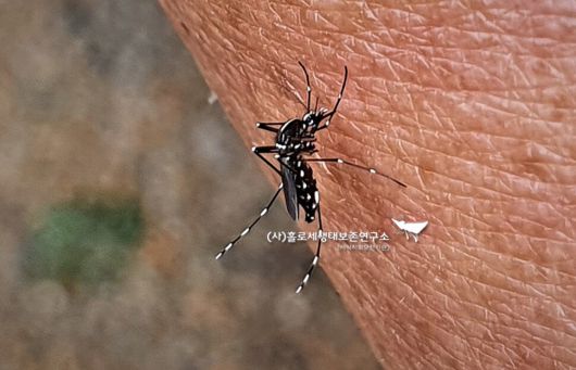 필자의 피를 빠는 흰줄숲모기. 희고 검은 줄무늬가 특징이다. 이강운 홀로세생태보존연구소장