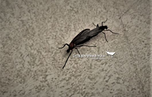 서울 은평구에서 집단 발생해 소란을 일으킨 털파리류. 1주일 만에 잠잠해졌다. 이강운 홀로세생태보존연구소장