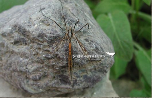잠자리각다귀. 대형 모기가 아닌 별개 집안의 곤충이다. 이강운 홀로세생태보존연구소장
