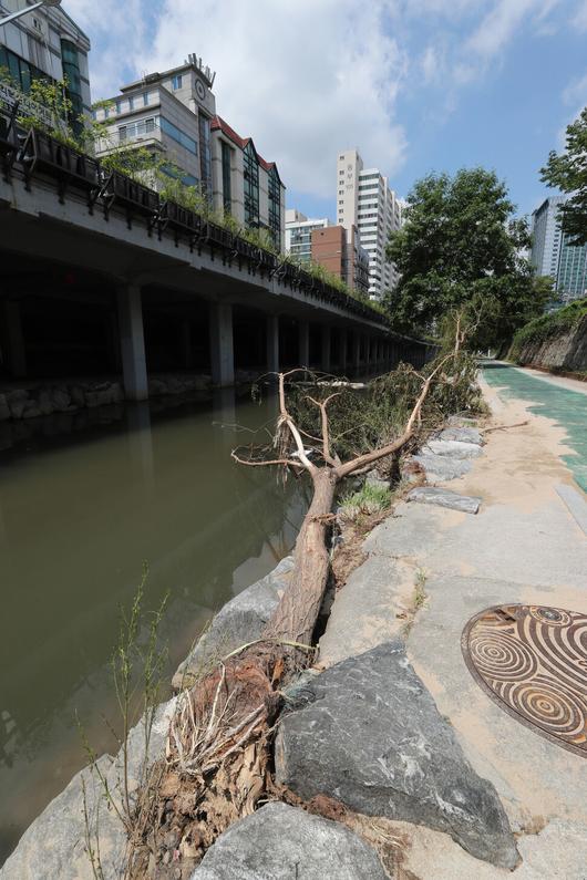 16일 낮 서울 관악구 도림천 산책로에 뿌리가 뽑힌 나무가 쓰러져 있다. 신소영 기자