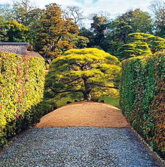 정원 초입에 무대 커튼처럼 내부 경관을 가려놓은 소나무.