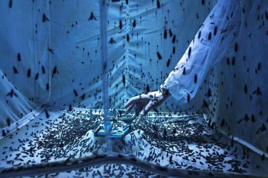 올해의 환경사진상 대상 ‘등에 사육장’. Maurizio di Pietro/CIWEM