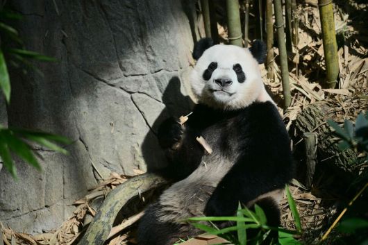 13일 싱가포르의 만다이(리버 원더스) 야생동물 공원에서 열린 작별 행사에 참석한 두 살배기 판다 르르가 대나무를 먹고 있다. 만다이 동물원 제공 AFP 연합뉴스