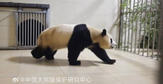 태어난 지 1354일 만에 한국을 떠난 자이언트 판다 푸바오가 중국에 도착한 사진이 공개됐다. 4일 중국 매체 보도에 따르면 중국판다보호연구센터는 웨이보(微博·중국판 엑스)를 통해 푸바오가 워룽중화자이언트판다원(臥龍中華大熊猫苑) 선수핑기지(神樹坪基地)의 격리·검역 구역에 들어가는 사진 몇장을 공개했다. 사진에 나온 푸바오는 원형으로 된 출입구를 빠져나가 건강하게 네발로 걷는 모습이다. 중국판다보호연구센터 웨이보 캡처. 연합뉴스
