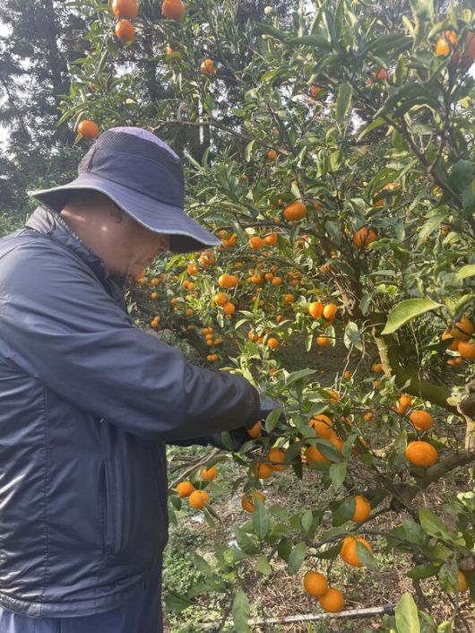 세월호 참사 이후 제주도에 정착한 2학년 7반 이민우 학생 아빠 이종철씨가 감귤농장에서 일하고 있다. 본인 제공