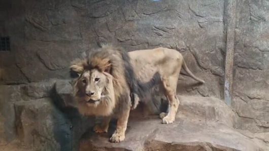 갈비뼈가 드러날 정도로 깡마른 바람이. 부산동물학대방지협회 제공